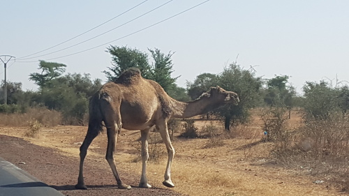 Dromedary Camel