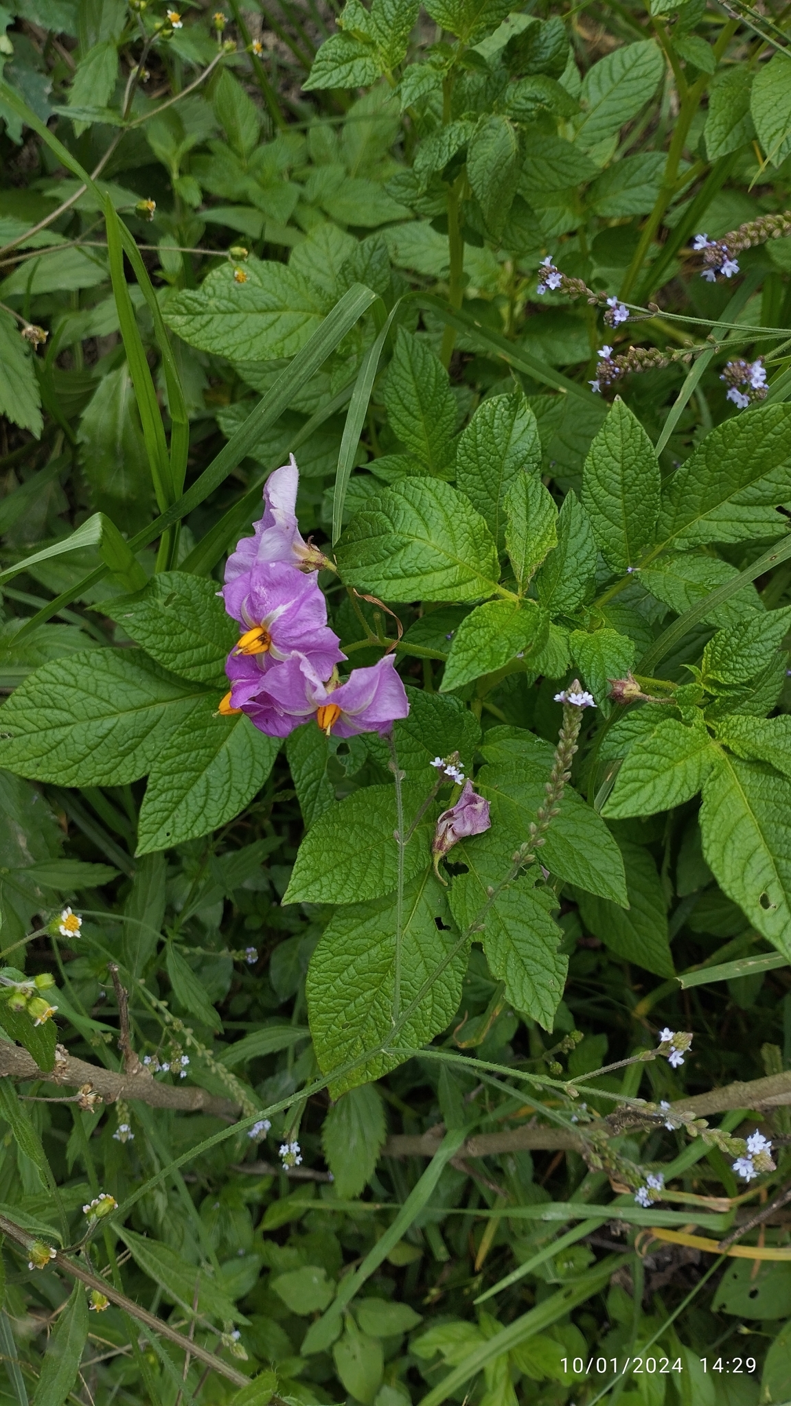 Imagem de Batata-inglesa