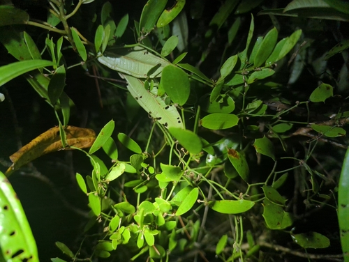 Image of Everglades Greenbrier (Smilax havanensis) by (c) Tom Field, some rights reserved (CC BY)