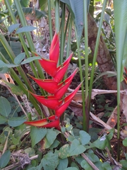 Heliconia stricta image