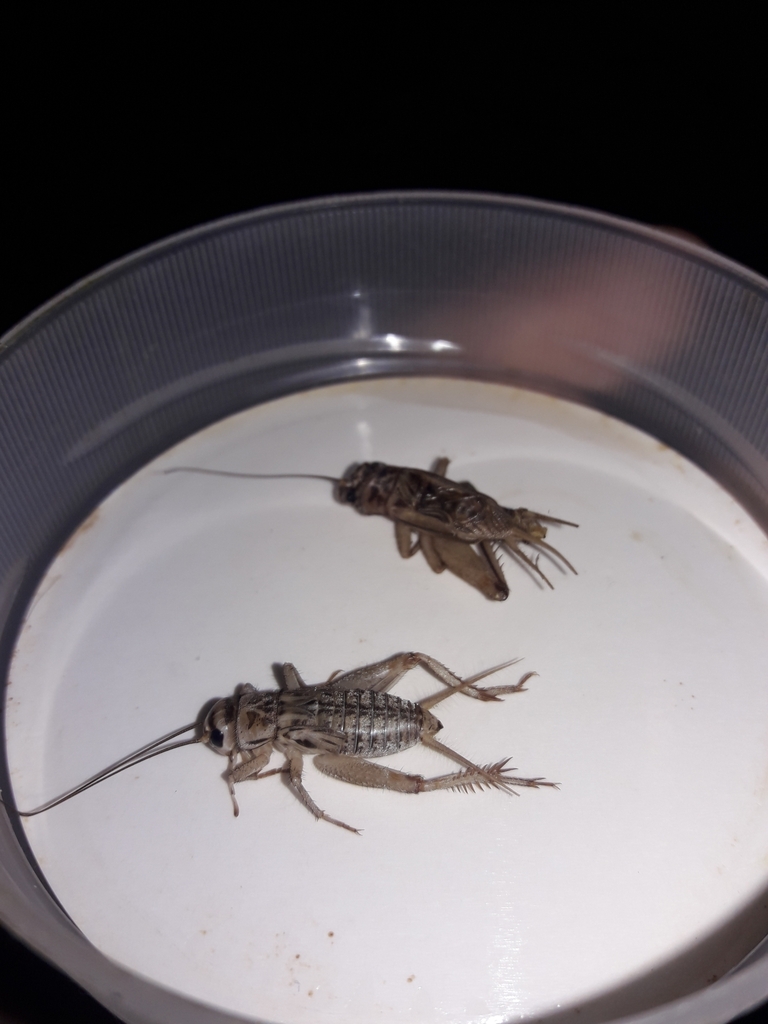 House cricket (Acheta domesticus)