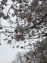 Prunus