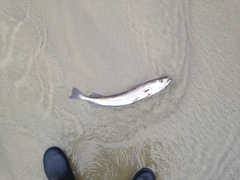 Merluccius productus