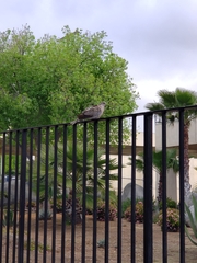 Streptopelia decaocto