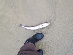 Merluccius productus