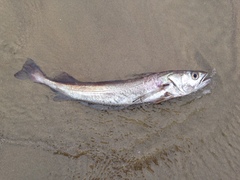 Merluccius productus