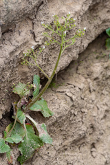 Micranthes virginiensis