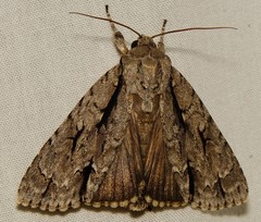 Acronicta lobeliae