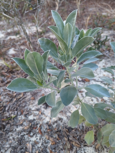 Image of Lupinus cumulicola by (c) Tom Field, some rights reserved (CC BY)