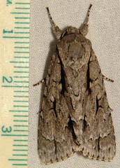 Acronicta lobeliae