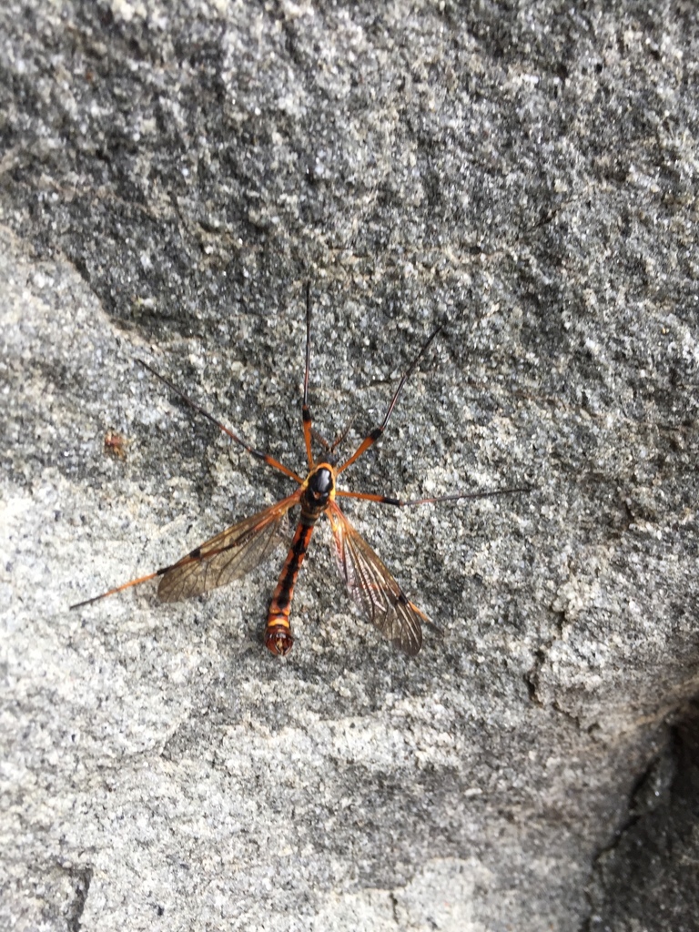 Ctenophora vittata angustipennis