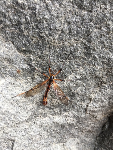 Ctenophora vittata angustipennis