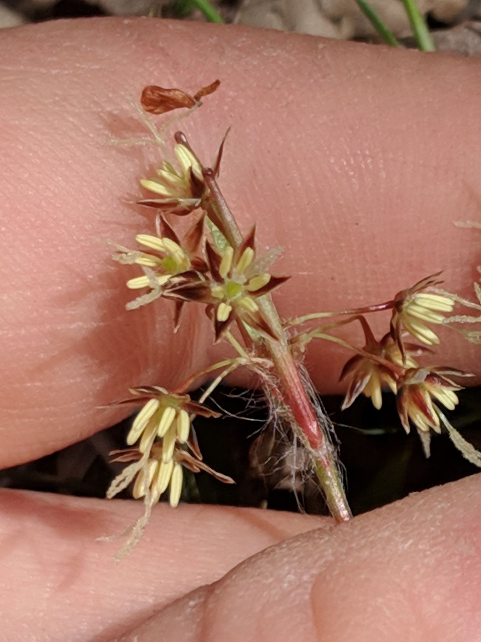 Luzula acuminata var. acuminata