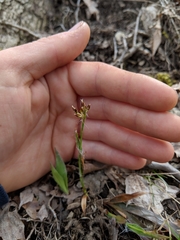 Luzula acuminata acuminata