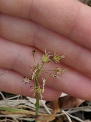 Luzula acuminata acuminata