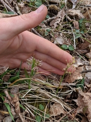 Luzula acuminata acuminata