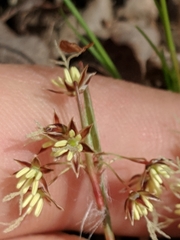 Luzula acuminata acuminata