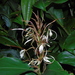 Hedychium roxburghii - Photo (c) Hani Ristiawan, some rights reserved (CC BY-NC), uploaded by Hani Ristiawan