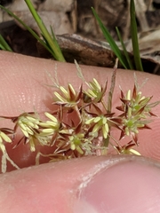 Luzula acuminata acuminata
