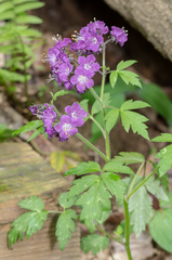 Phacelia bipinnatifida