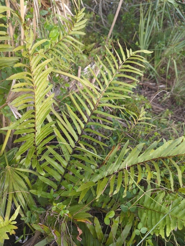 Toothed midsorus fern (Telmatoblechnum serrulatum)