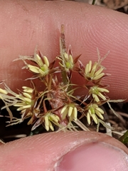 Luzula acuminata acuminata