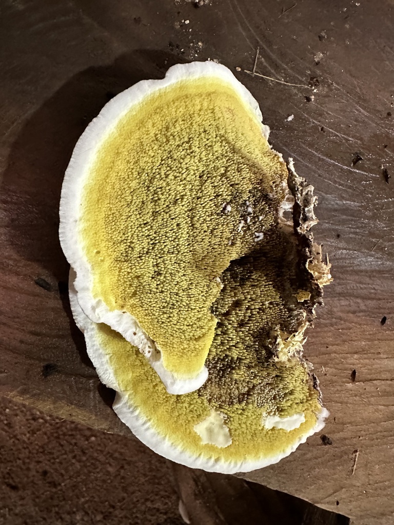 Gyrodontium sacchari · January 2024 · photo: © heimatlos (iNaturalist, cc0)