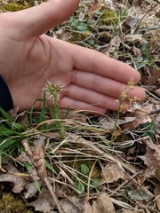 Luzula acuminata acuminata
