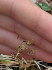 Luzula acuminata acuminata