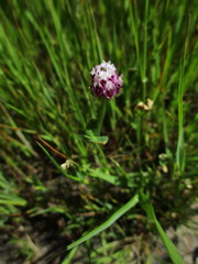 Trifolium grayi