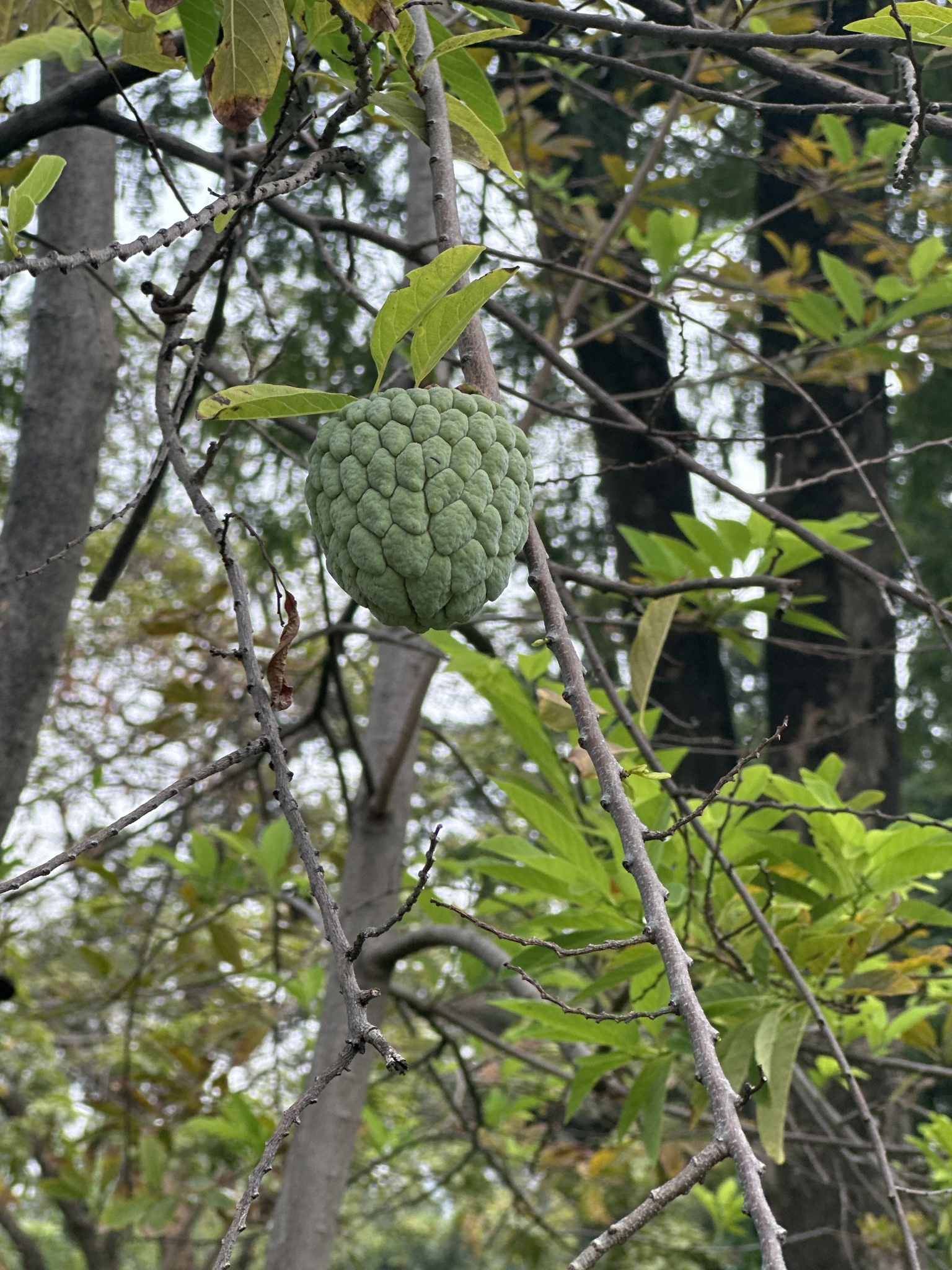 Imagem de Fruta-do-conde