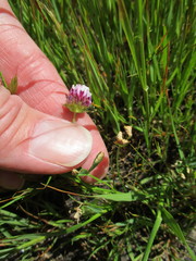 Trifolium grayi