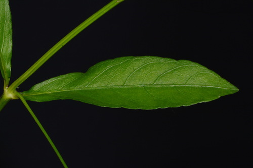 Image of Justicia lanceolata by (c) Brian Finzel, some rights reserved (CC BY-SA)