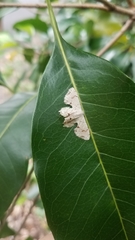Epiplema conflictaria