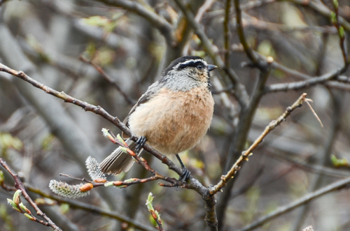 White-browed Tit (Poecile superciliosus), photo 4