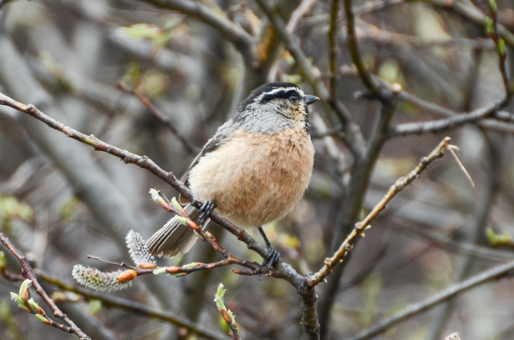 White-browed Tit (Poecile superciliosus), photo 4