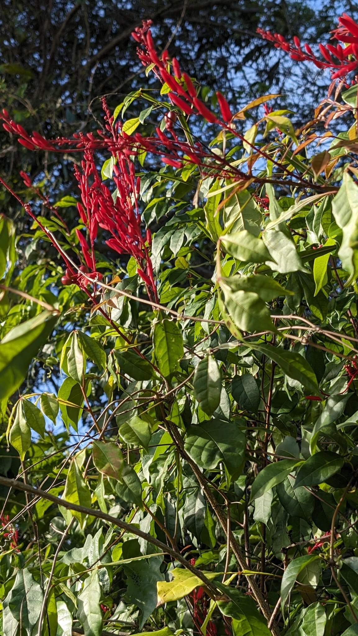 Imagem de Pau-tenente