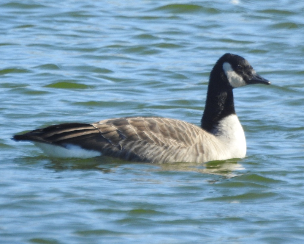 Cackling Goose from Denton, MD 21629, USA on January 17, 2024 at 1052