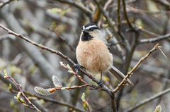 White-Browed Tit photo 2