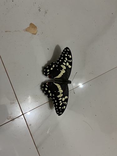 Citrus Swallowtail