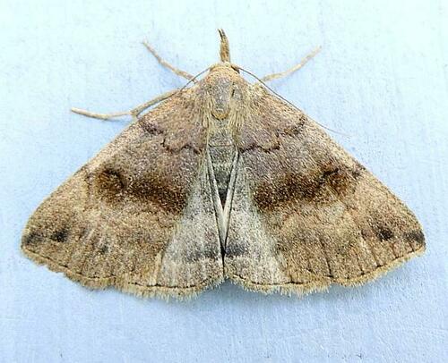 Dark Phalaenostola Moth photo 4
