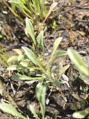 Hesperevax sparsiflora