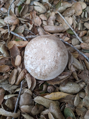 iNaturalist observation photo of Salt-loving Agaricus