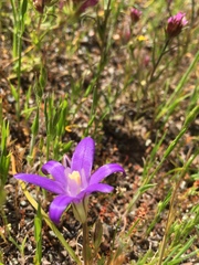 Brodiaea terrestris