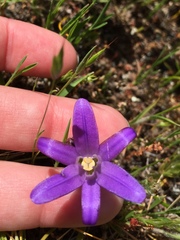 Brodiaea terrestris