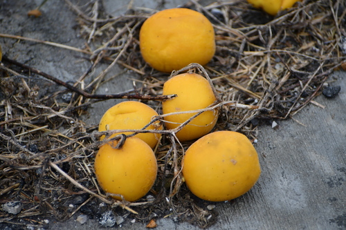 Cucumis melo