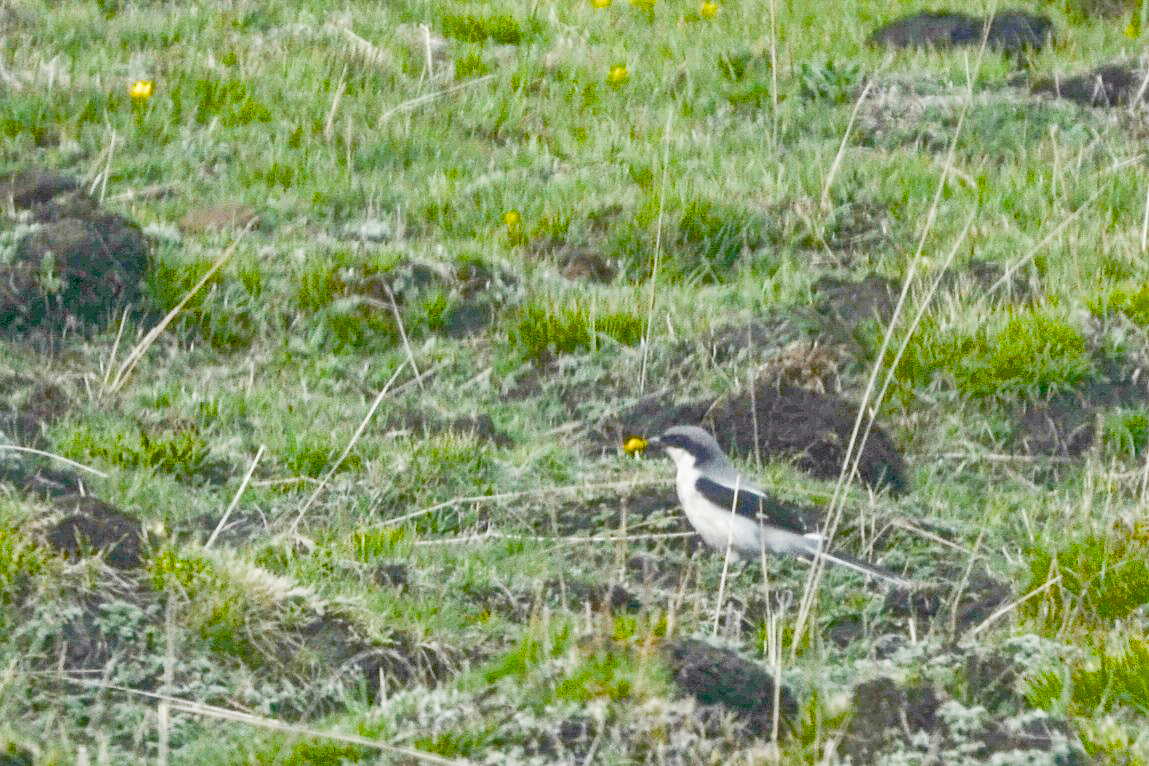 Giant Grey Shrike (Lanius giganteus), photo 5