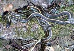 Thamnophis atratus