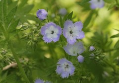 Phacelia purshii