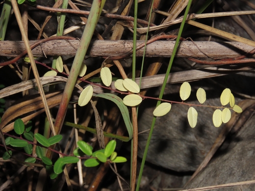 Image of Berchemia lineata by (c) chiuluan, some rights reserved (CC BY)